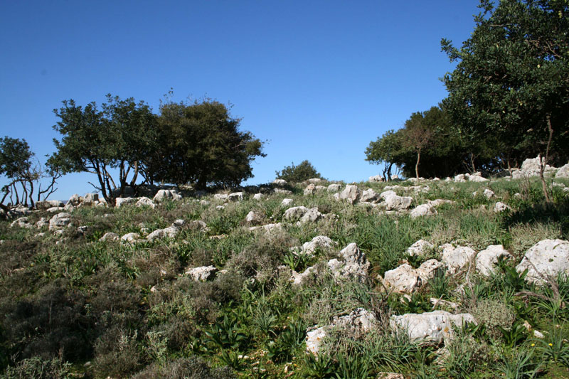 xalepa6
